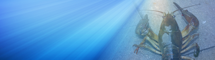 Full Width Page Type Image