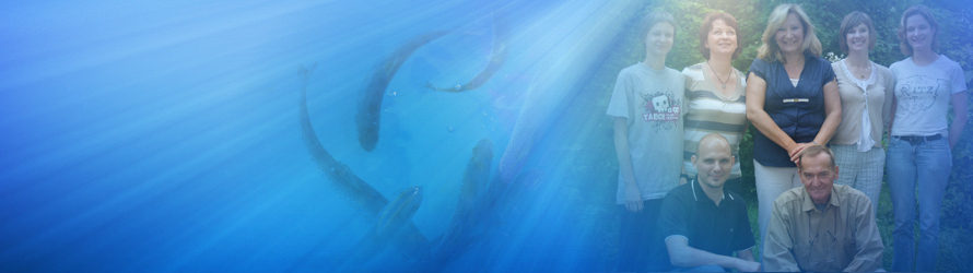 Full Width Page Type Image